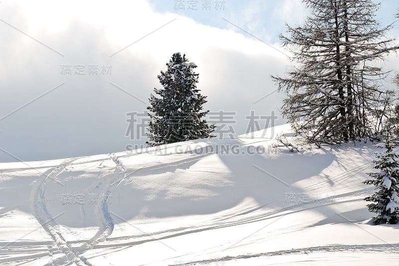 意大利Dolomites的冷杉树周围的滑雪场