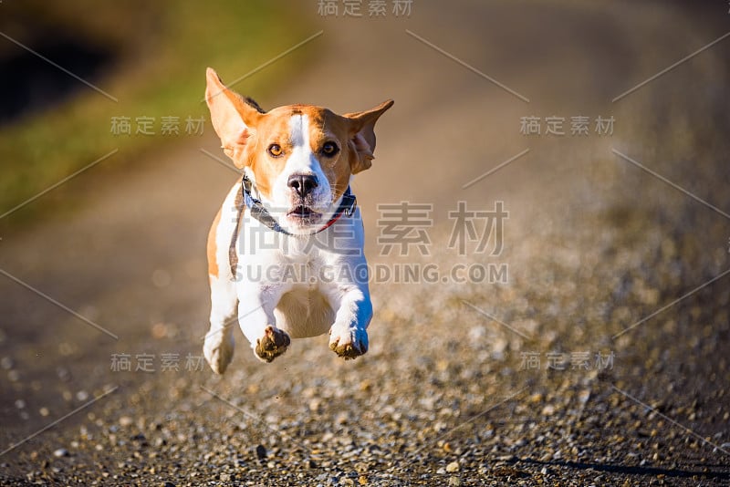 小猎犬在乡间小路上飞快地跑着，伸出舌头跳着