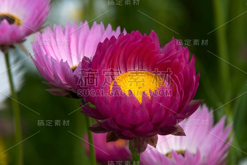 直升飞机或永恒的雏菊花的特写