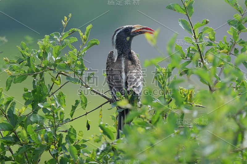 非洲灰犀鸟