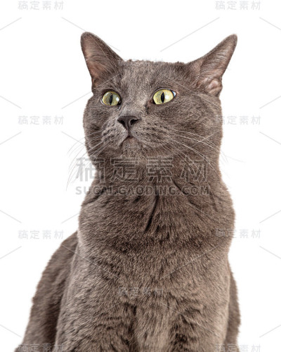 灰色短毛猫看侧面特写