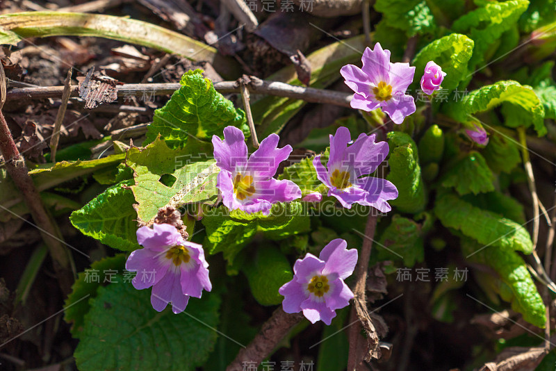 森林里第一朵春天的花