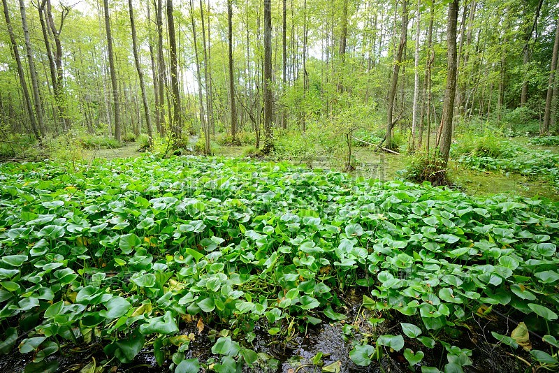 森林沼泽景观