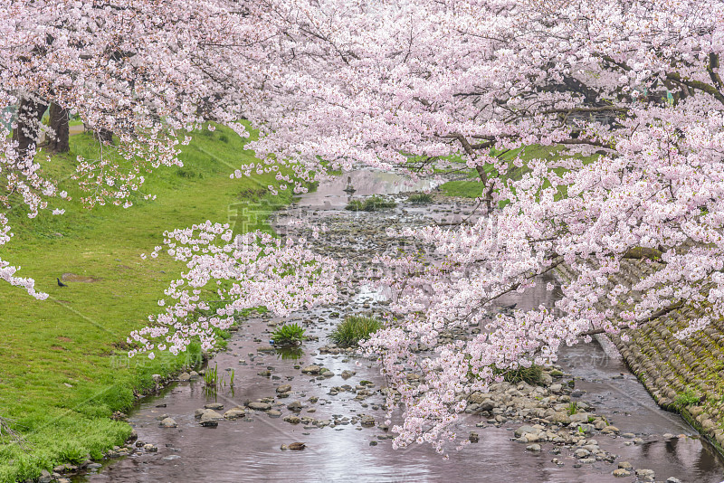 日本东京立川公园美丽的樱花