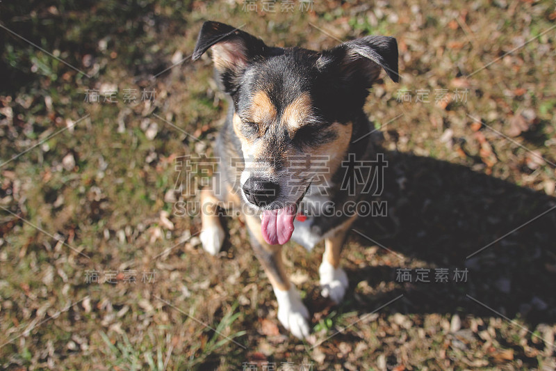 快乐的德国牧羊犬在外面喘气