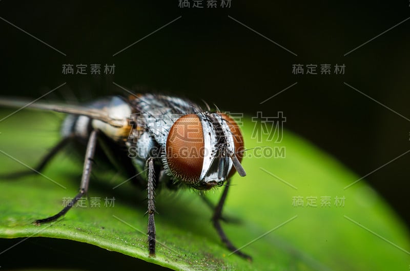 昆虫在绿叶上继续飞行。飞的房子。吹飞。腐肉飞