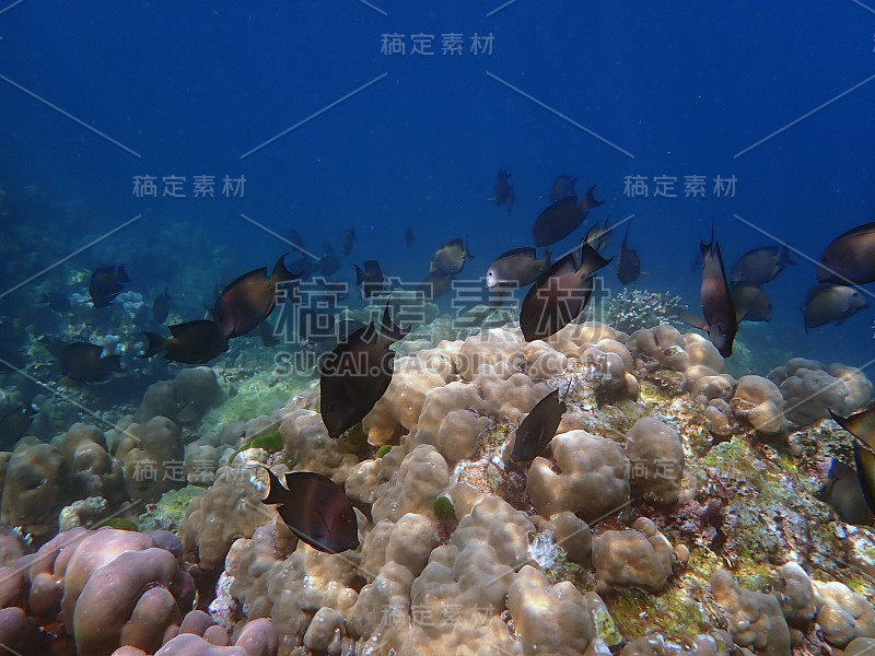 海中鱼群以珊瑚为主，水下景观以海洋生物为主