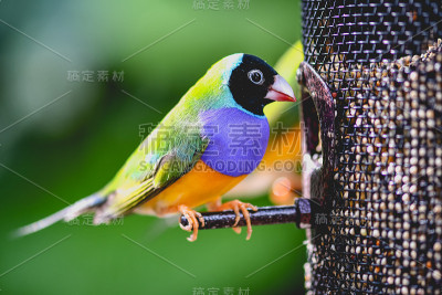 Gouldian雀喂养