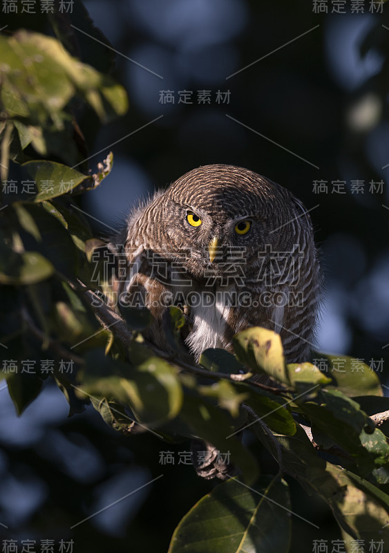 亚洲禁止猫头鹰