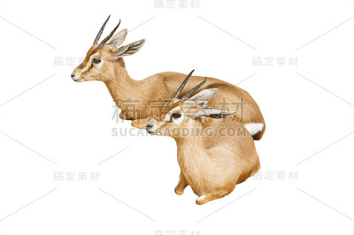 两只美丽的躺着的瞪羚
