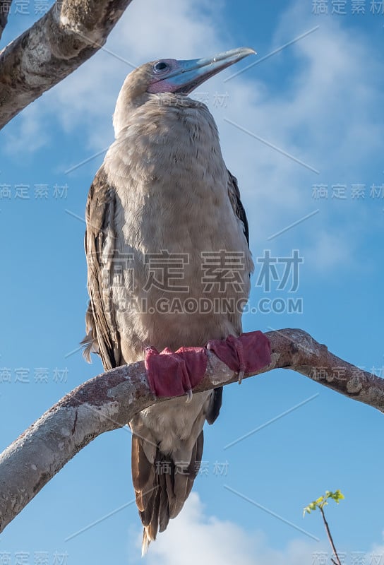 红脚鲣鸟，热那亚岛，加拉帕戈斯群岛，厄瓜多尔