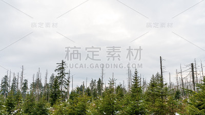 松树林和多云的天空