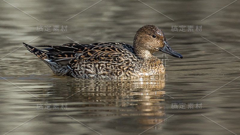 弗吉尼亚州亨特利草地公园的Gadwall Duck