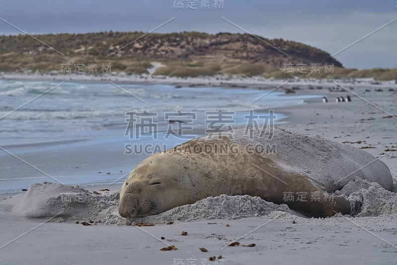 南象海豹