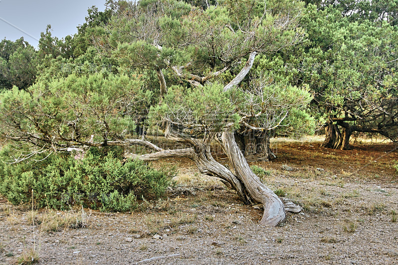 Juniperus high (Juniperus excelsa) -一种Juniperus cy