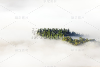 树木被浓雾包围