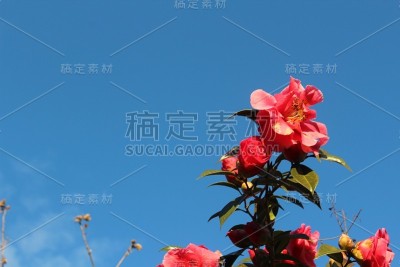天空之花
