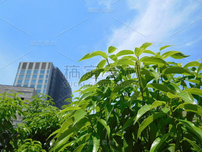 商业区里闪闪发光的嫩叶