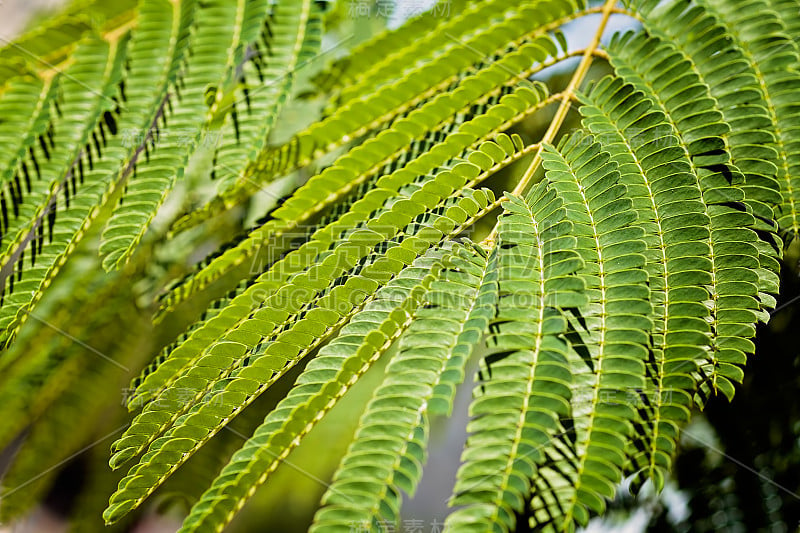 Albizia julibrissin