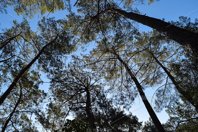 植物的土耳其。克姆地区自然。Calis Tepe(山)小径。小亚细亚特有的松林