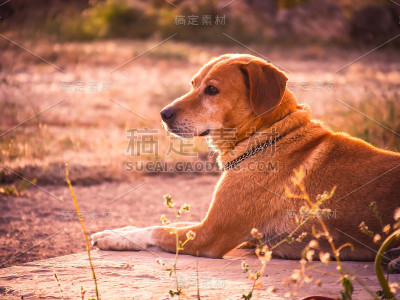 安静的狗