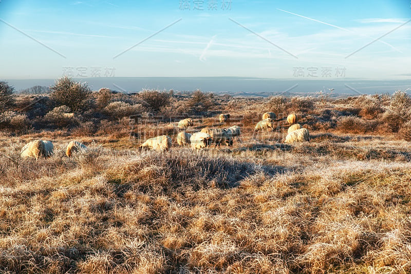 自然背景，荷兰沿海地区与苏格兰黑脸羊