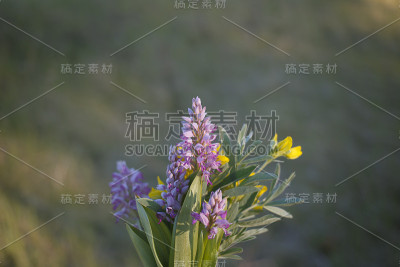 鲜花的背景