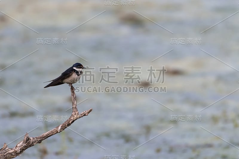 白喉燕子(Hirundo albigularis)