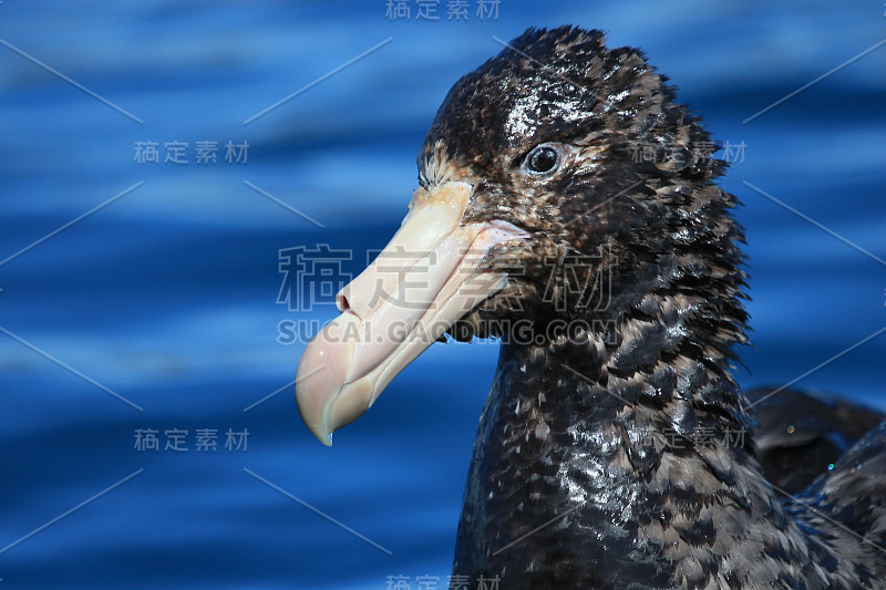 北方巨海燕——哈利巨海燕