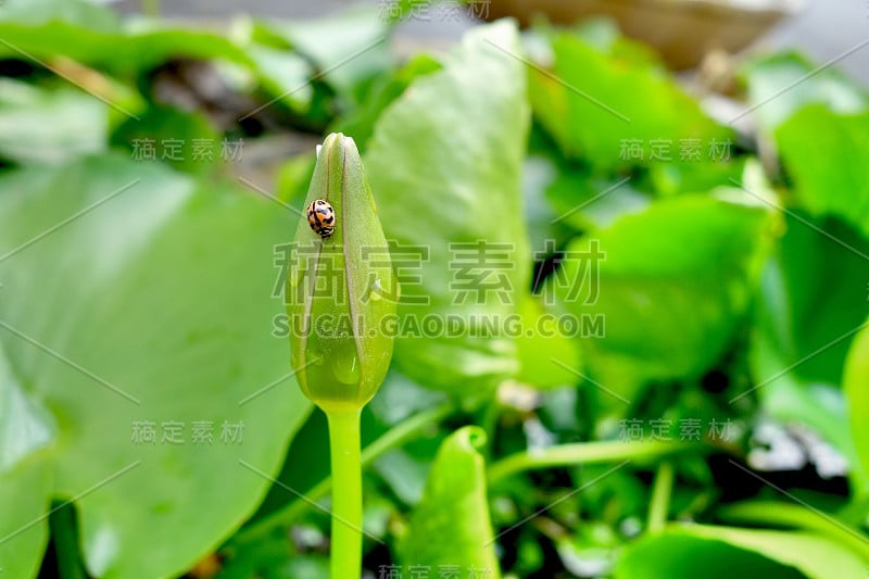 瓢虫在花蕾上