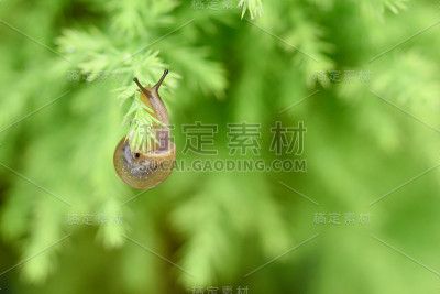 雨后绿叶上的蜗牛带着雨滴