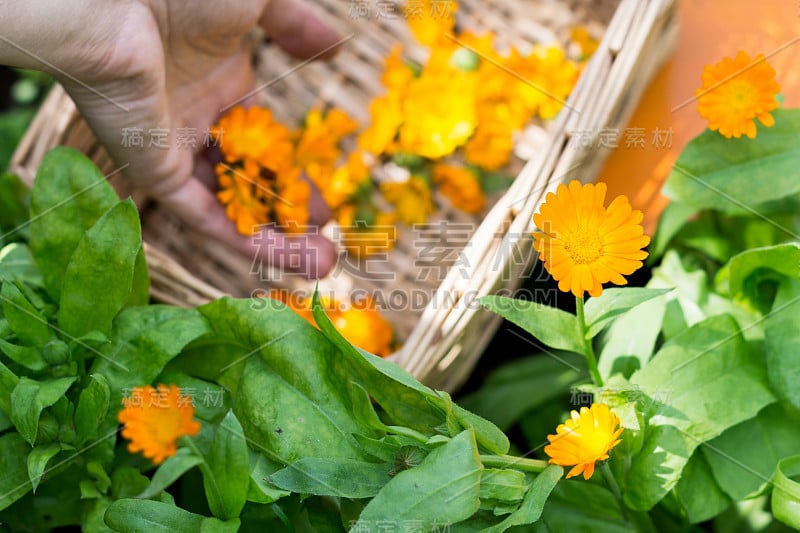 一个女人在她的花园里采摘金盏花