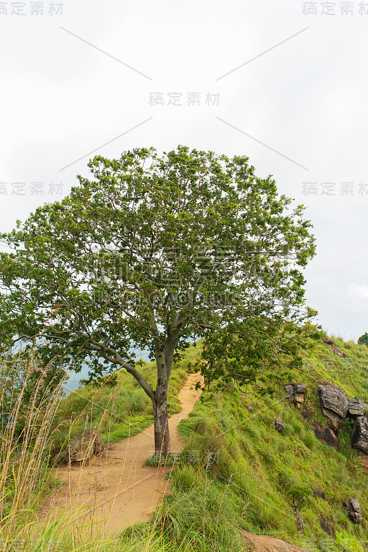 山景，绿坡。美丽的山脉。小亚当峰，山在迷雾中从丛林望去