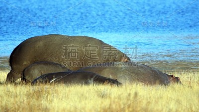 豆荚的河马