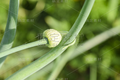 花园里开花的洋葱。芽的洋葱。