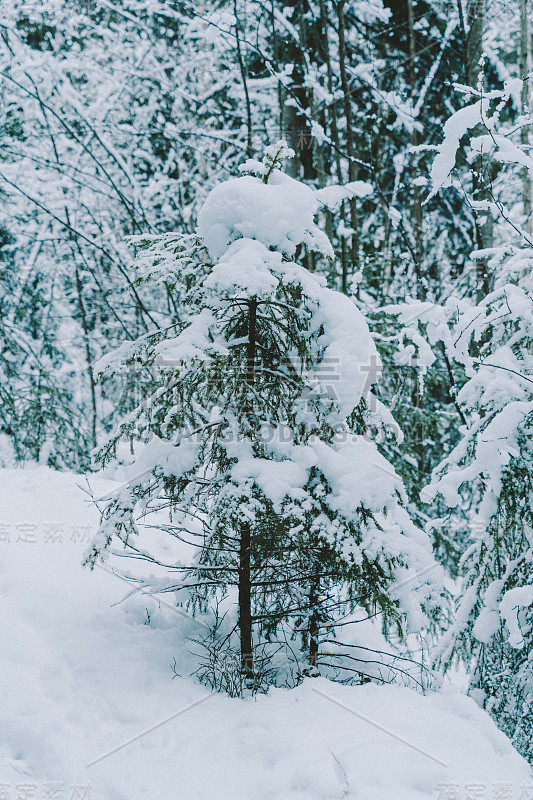 冬季斯堪的纳维亚森林降雪后的一个晴朗的日子