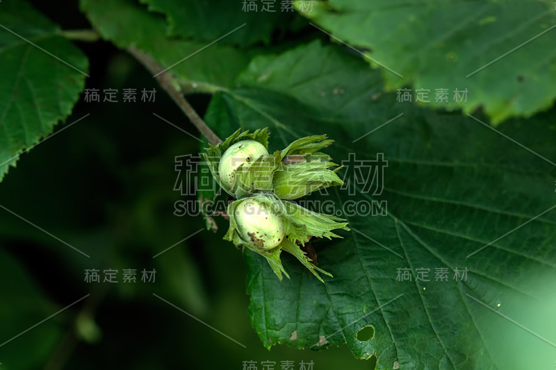 榛子坚果。秋天的木头。