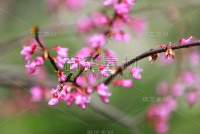 美国紫荆树