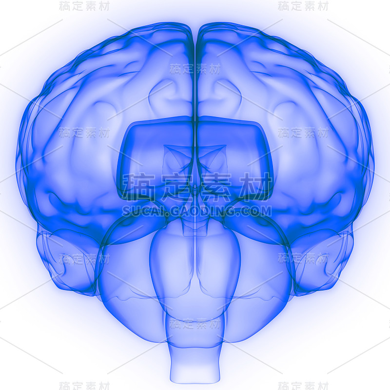 神经系统解剖x射线三维绘制人体内部器官大脑