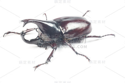 雄性犀牛甲虫，犀牛甲虫