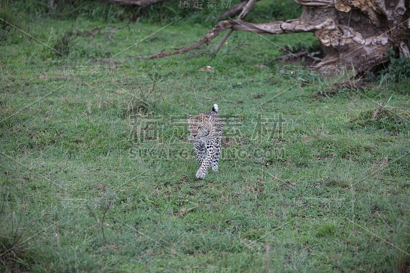 豹肯尼亚非洲大草原野生动物猫哺乳动物