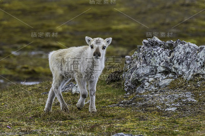 在挪威斯瓦尔巴特群岛发现的驯鹿Rangifer tarandus platyrhynchus是驯鹿最