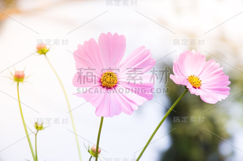 美丽的粉红色宇宙花(宇宙Bipinnatus)在花园里