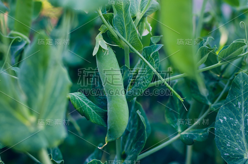 绿豌豆的豆荚长在花园里