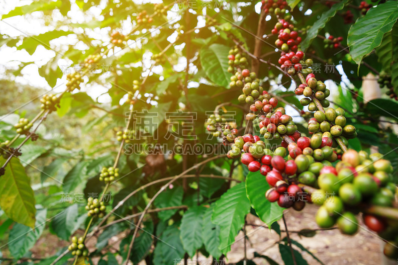 罗布斯塔咖啡农场和种植园在泰国南部山区。