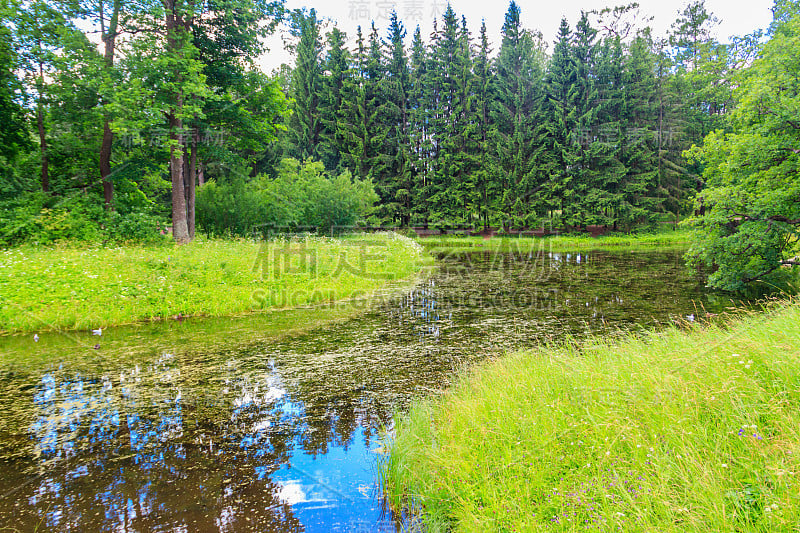 俄罗斯落叶和针叶林混交林中的一条小河。夏天的风景