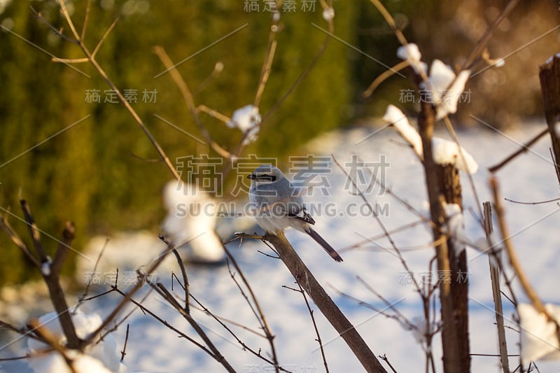 An adorable bird perching on the branch of the tre