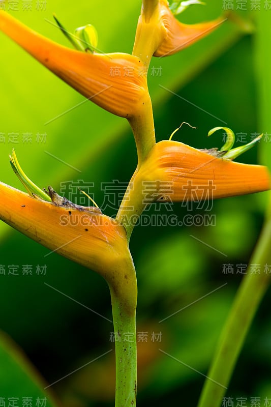 黄海里康属植物的花