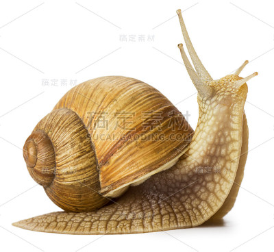 蜗牛