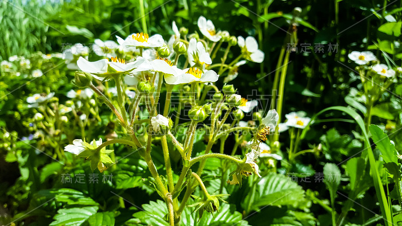 花园里的白色草莓花。春天。